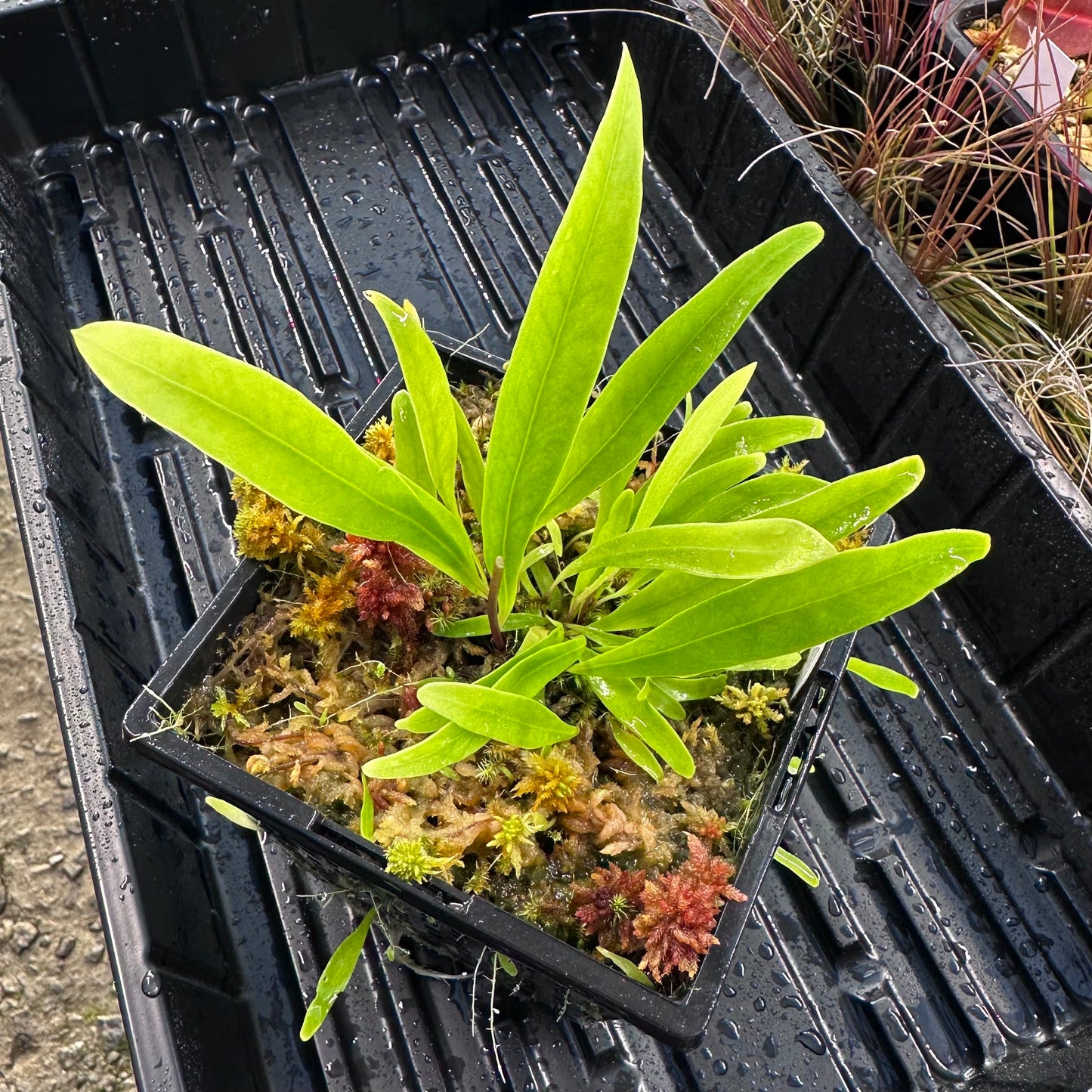Utricularia longifolia - Epiphytic Bladderwort - Exact Division