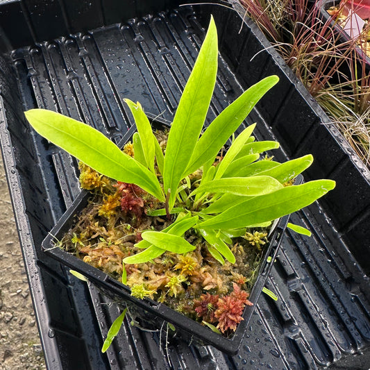 Utricularia longifolia - Epiphytic Bladderwort - Exact Division
