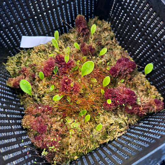 Utricularia quelchii Doug D - Epiphytic Bladderwort - Giant Net Basket