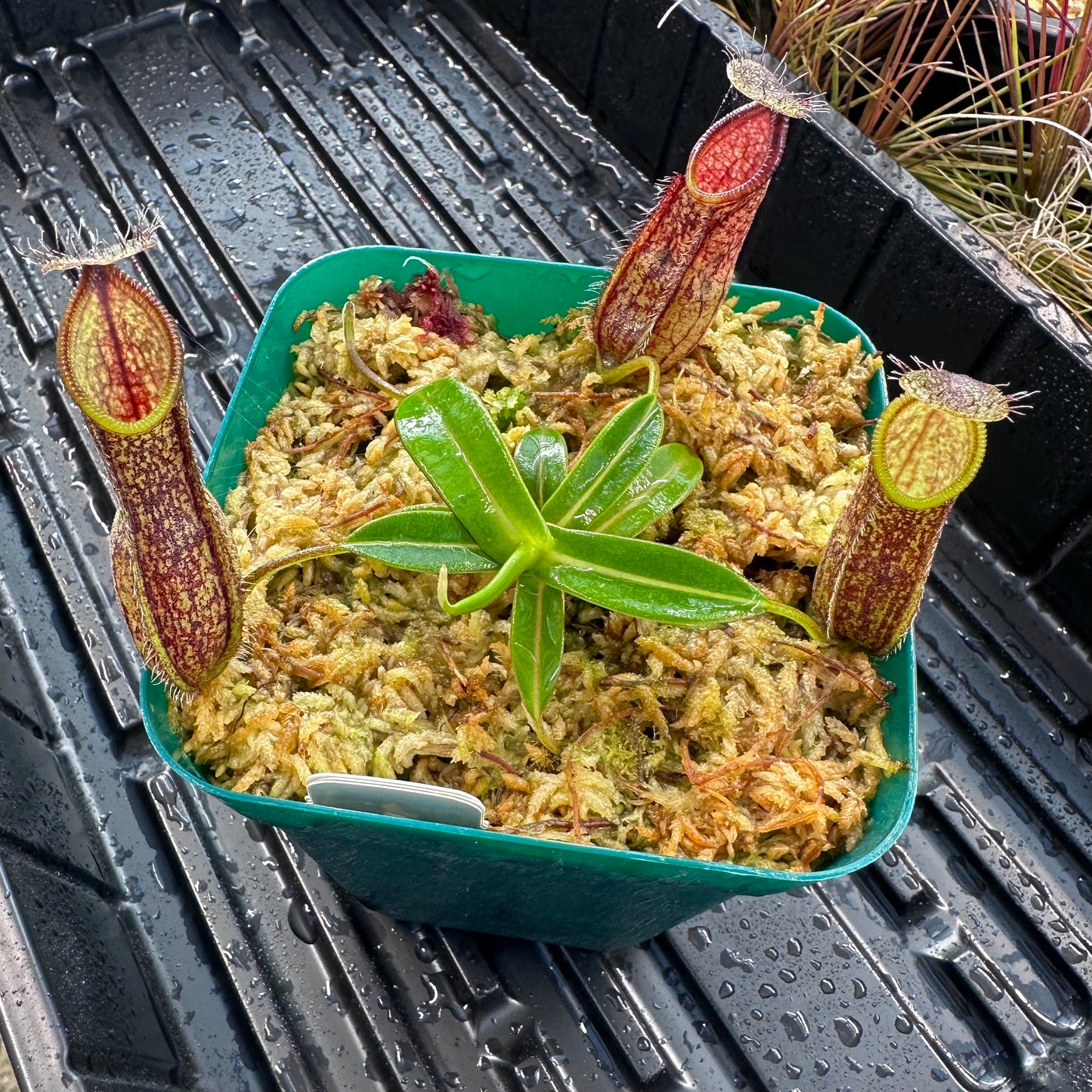 Nepenthes nigra - BE4607 - Seed Grown Plant - FC