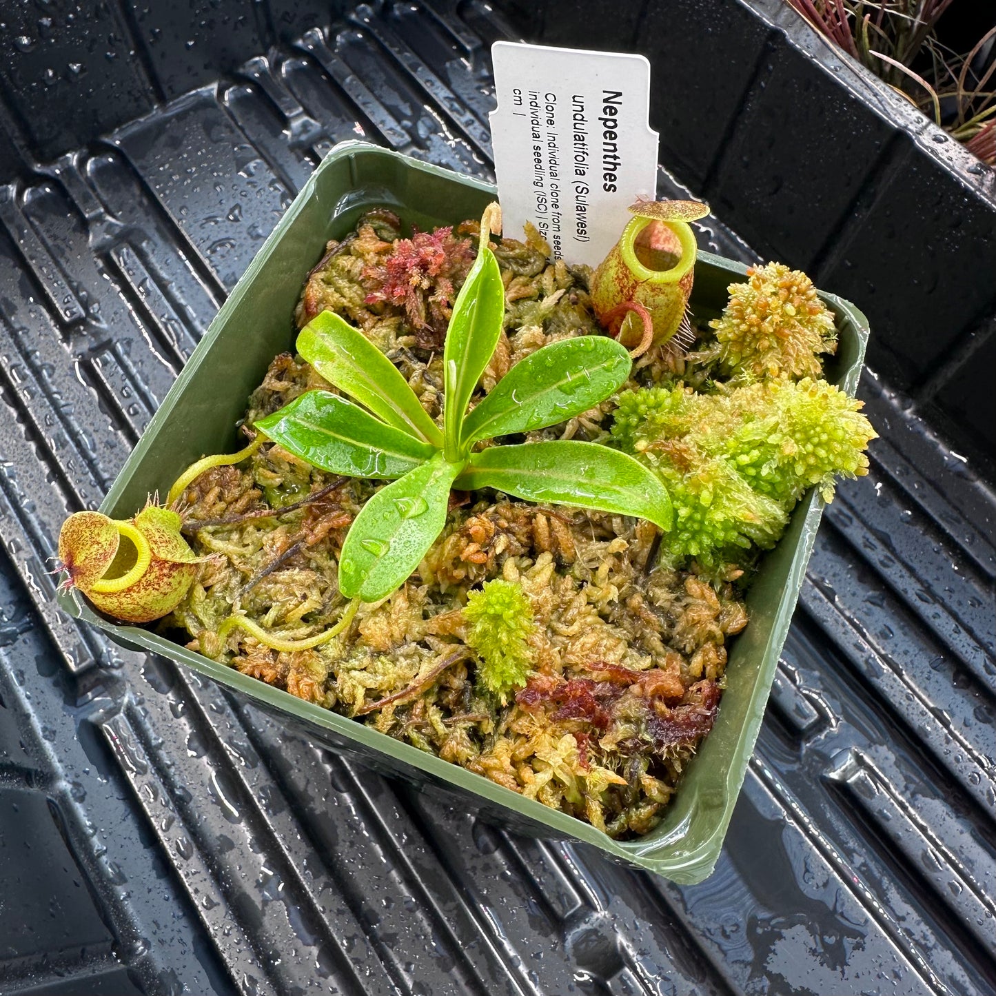 Nepenthes undulatifolia - Seed Grown Plant - Sulawesi - AW