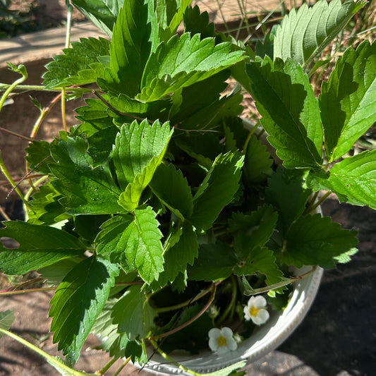 Fragaria virginiana - Wild Strawberry - Rooted Division - 2000Ft. ASL