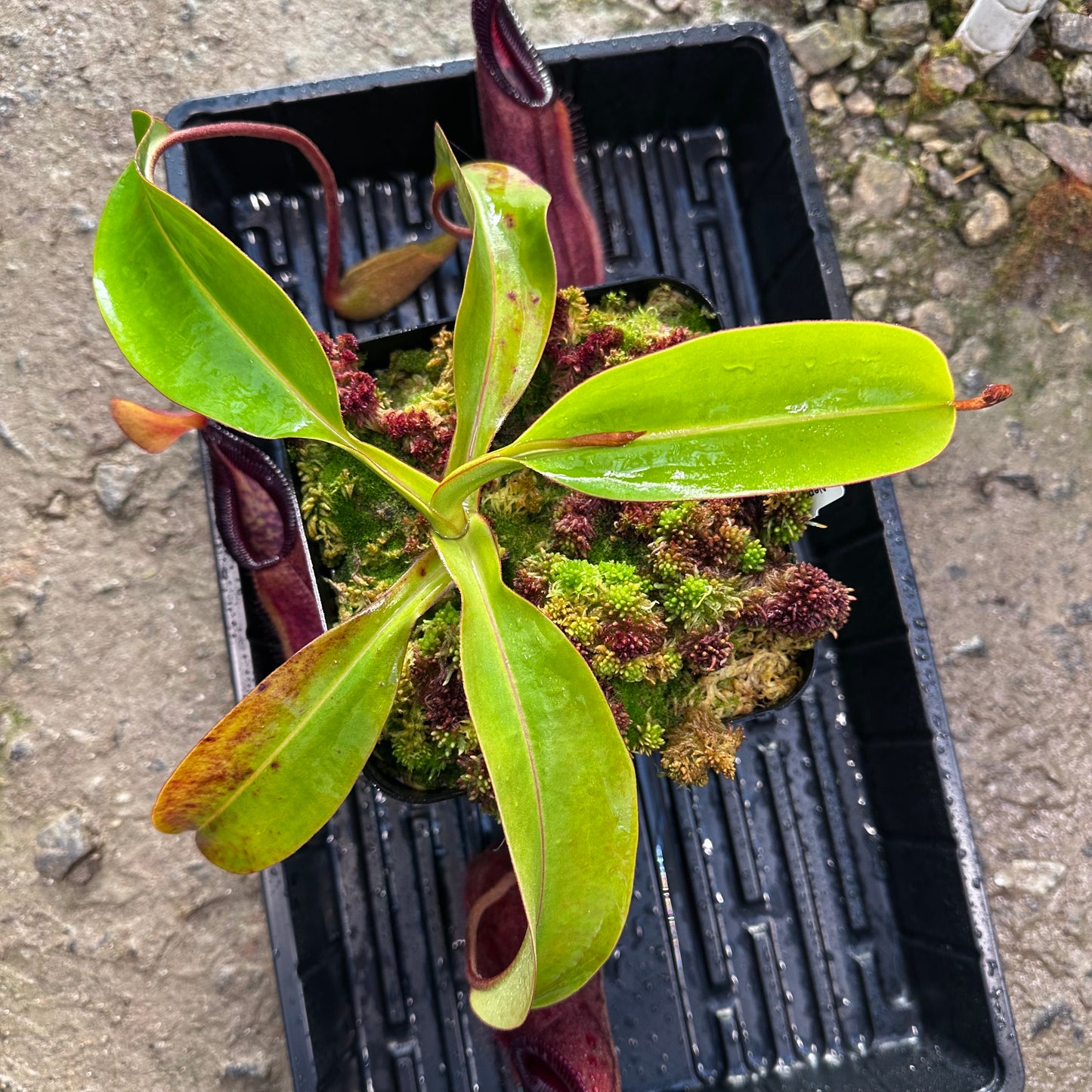 Nepenthes robcantleyi x diabolica - Seed Grown Plant - AW