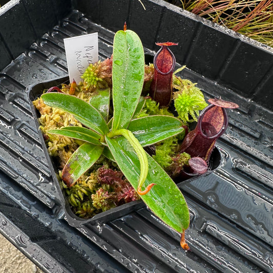 Nepenthes murudensis - BCP - Mix of Clones - Mount Murud
