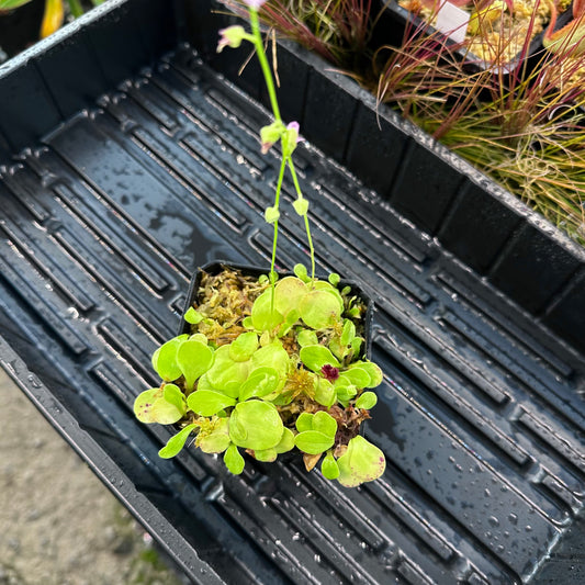 Utricularia calycifida - Aquatic or Epiphytic Bladderwort - Exact Division