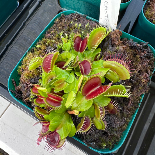 Dionaea muscipula - Venus Flytrap - 'La Gigantea' - Exact Division