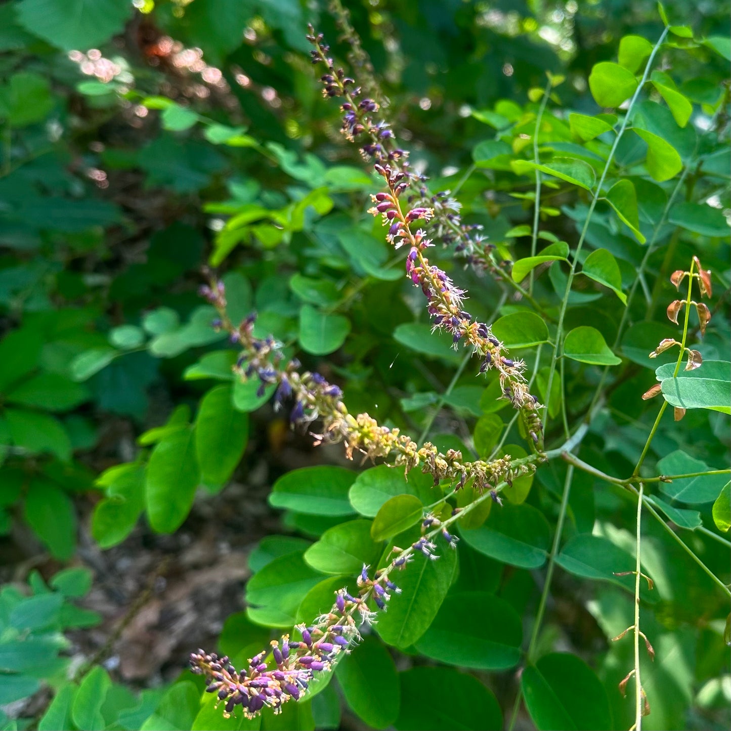 Amorpha fruticosa - False Indigo Bush - 50+ Seeds