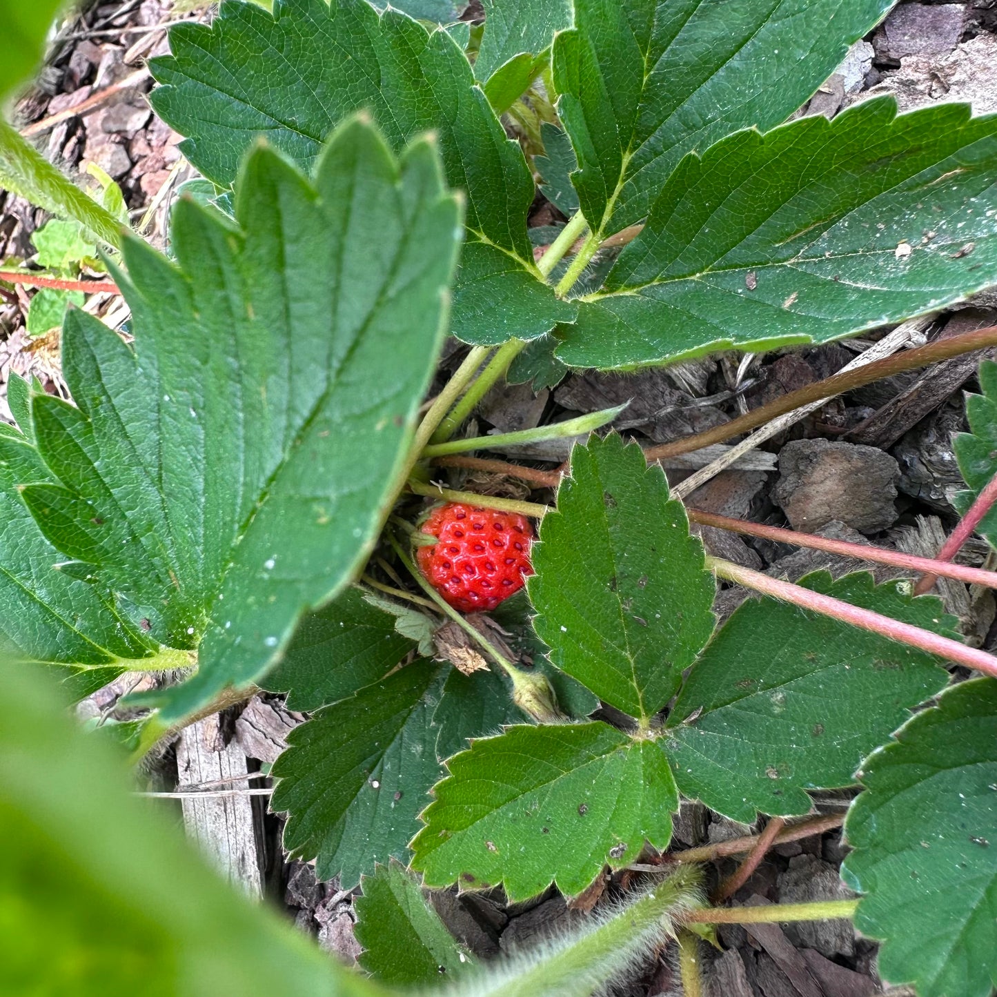 Fragaria virginiana - Wild Strawberry - Rooted Division - 2000Ft. ASL
