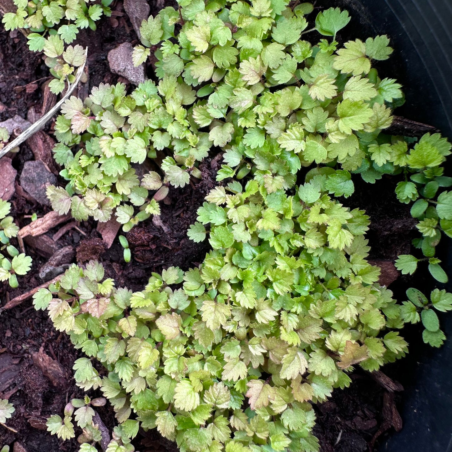 Rubus sp. - Clay County, NC Ecotype - Albino Blackberry - Seedling