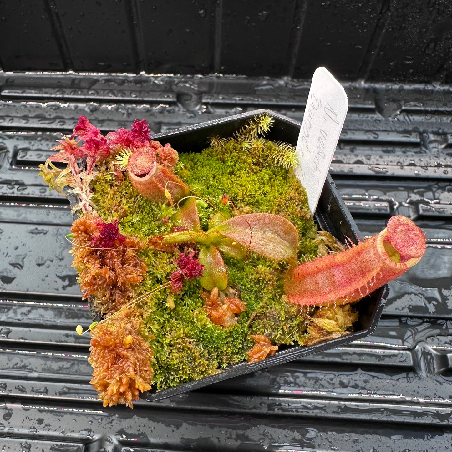 Nepenthes veitchii ('Orange' x 'Candy Dreams') - Seed Grown Plant