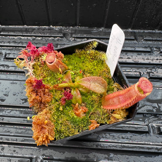 Nepenthes veitchii ('Orange' x 'Candy Dreams') - Seed Grown Plant