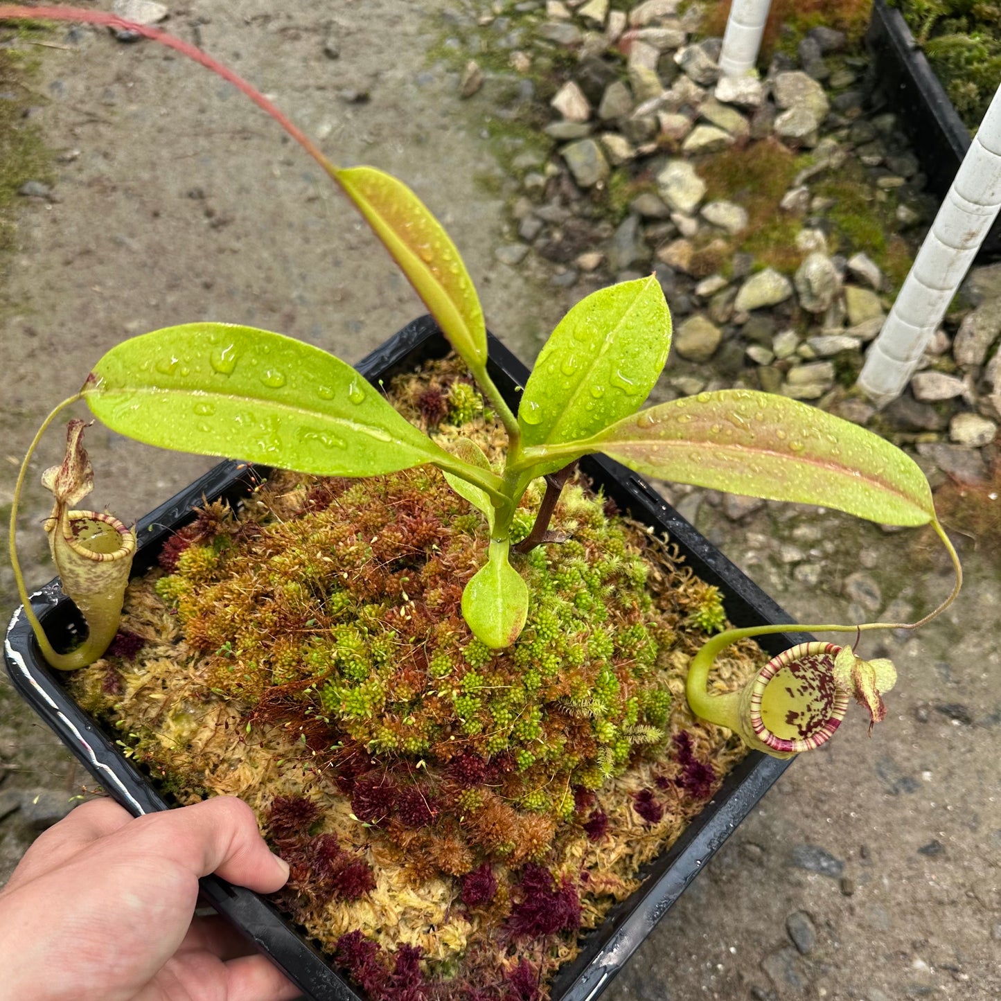 Nepenthes eymae - Clone B - Rooted Cutting
