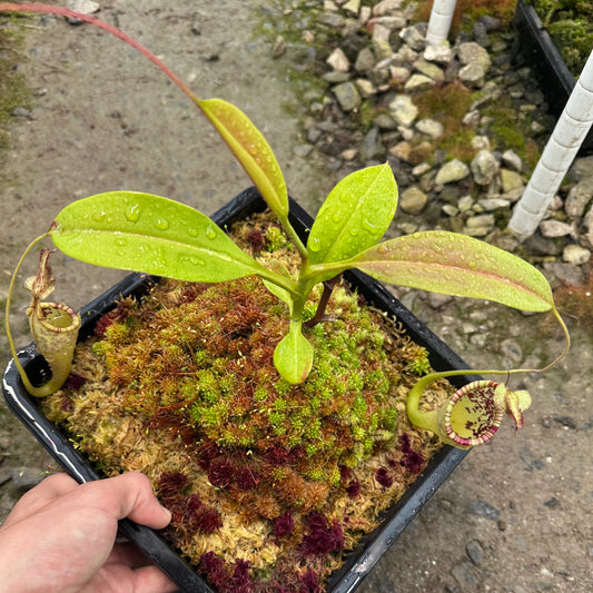Nepenthes eymae - Clone B - Rooted Cutting