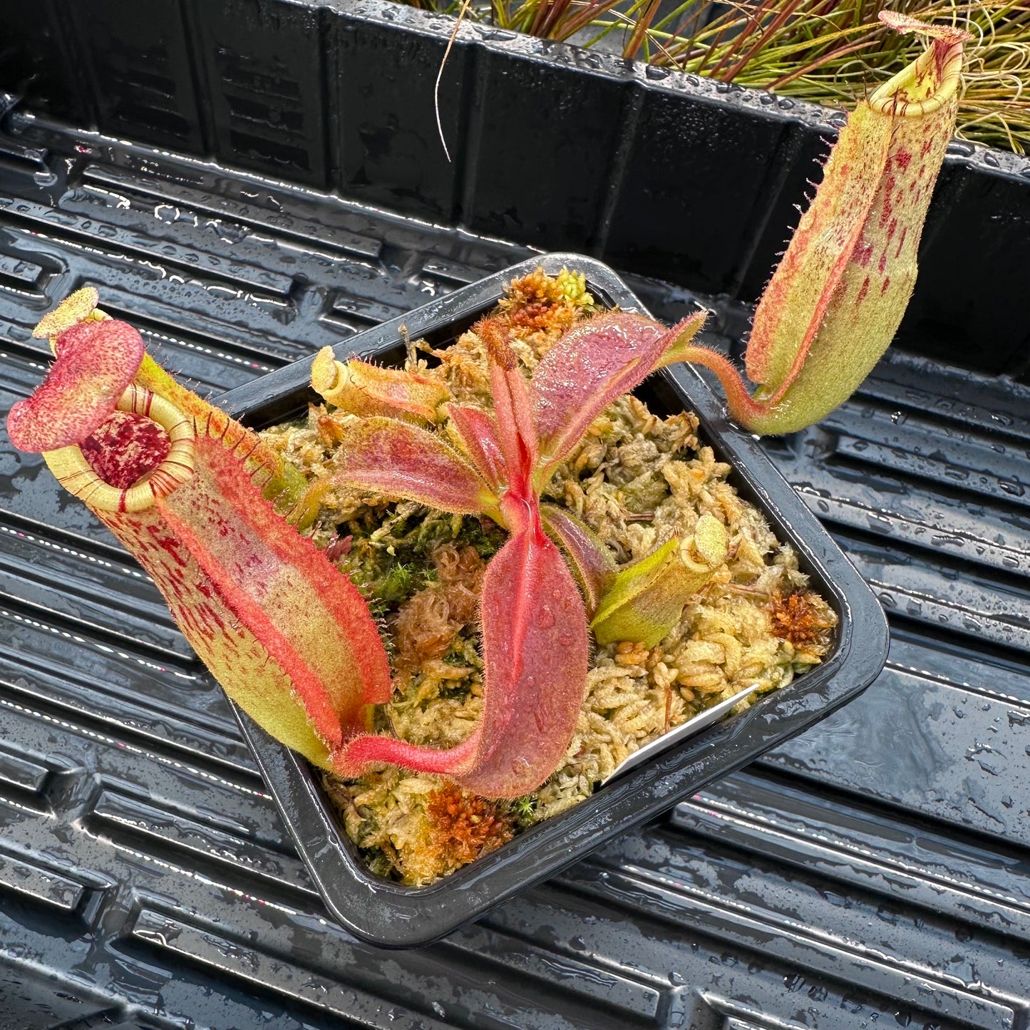 Nepenthes maxima Wavy x veitchii 'Candy Dreams' - Seed Grown Specimen Plant
