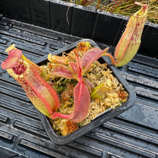 Nepenthes maxima Wavy x veitchii 'Candy Dreams' - Seed Grown Specimen Plant