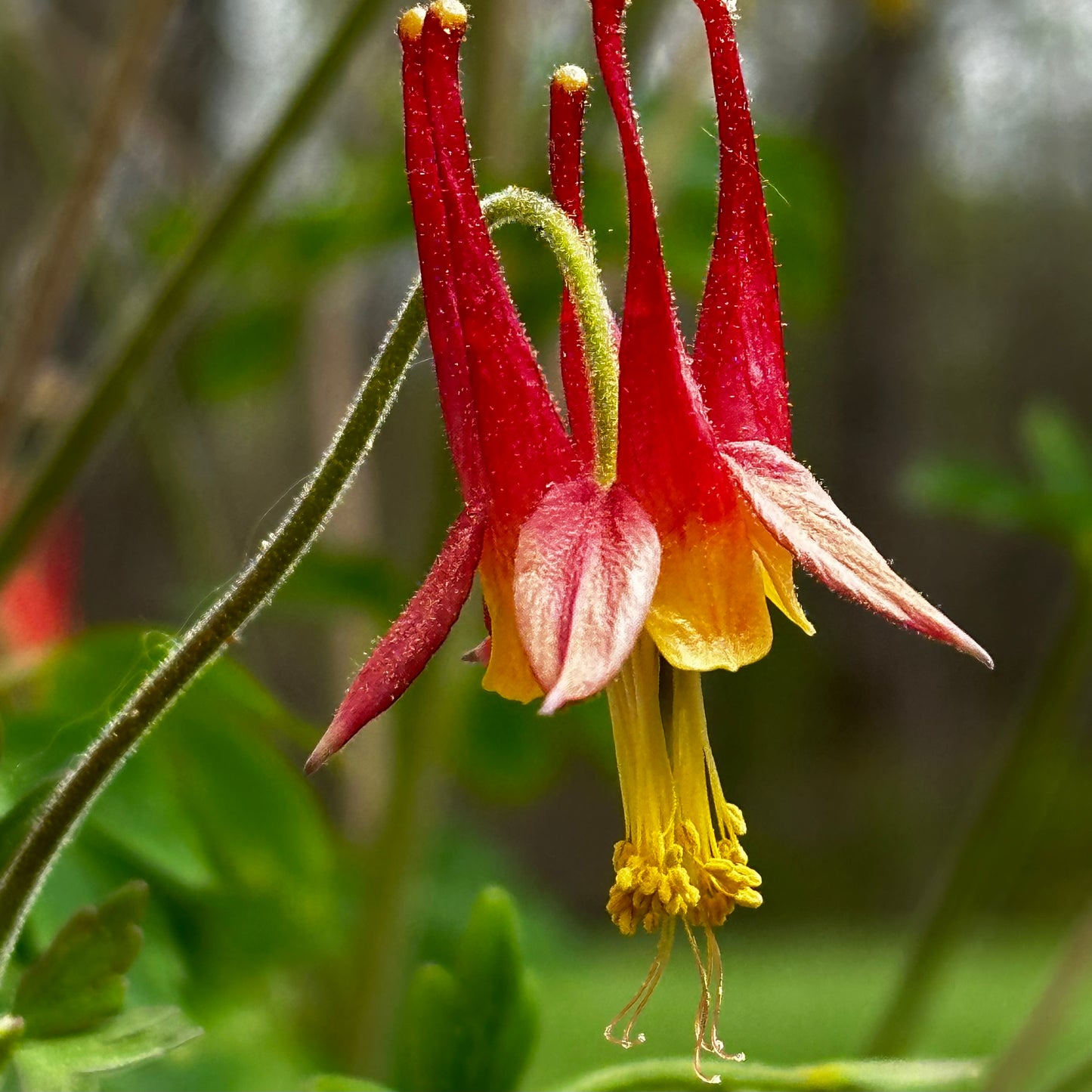 Aquilegia canadensis - Eastern Columbine - 50+ Seeds