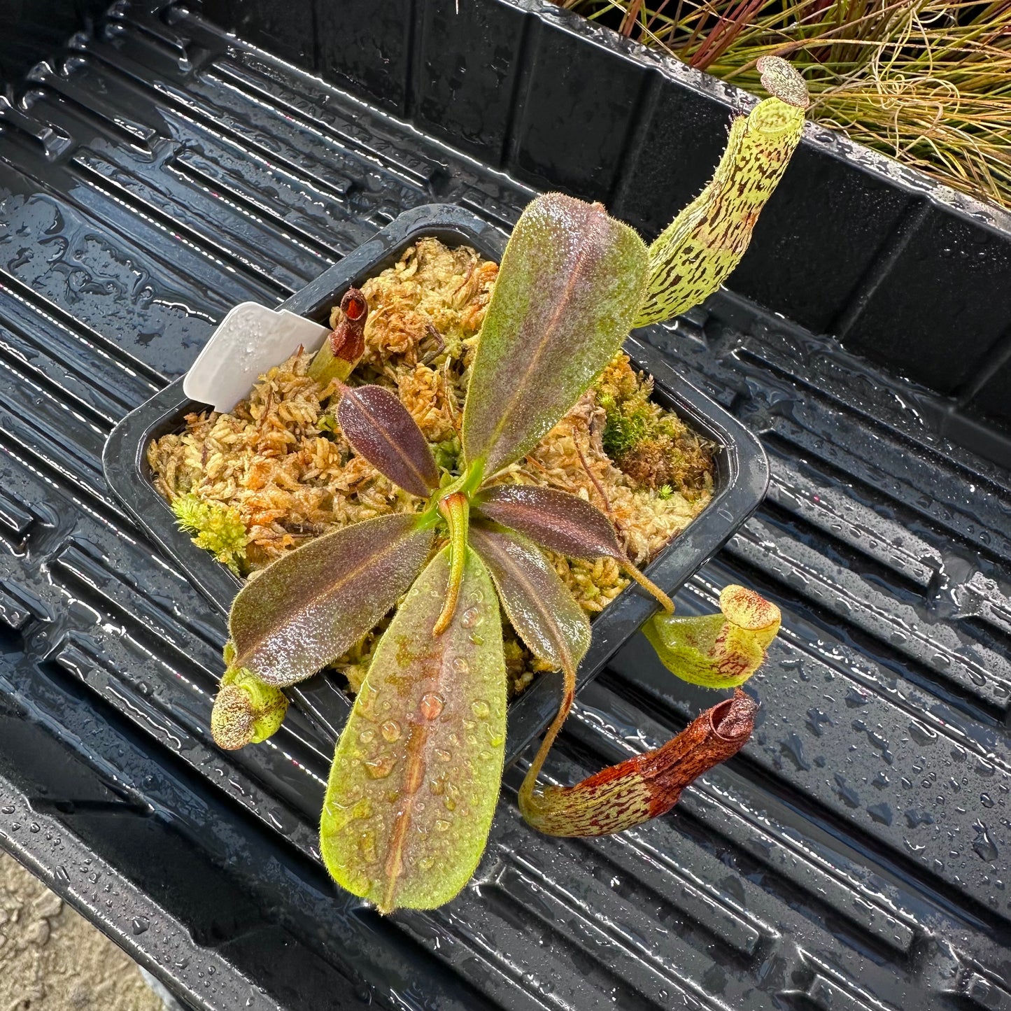 Nepenthes vogelii - BE3256 - Borneo