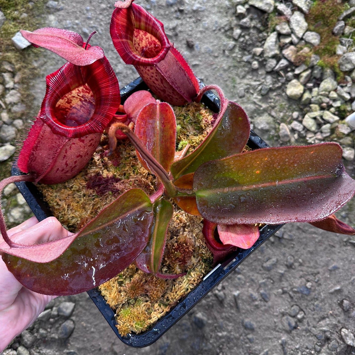 Nepenthes rajah x veitchii 'Gold Rush'- BE4603 - Seed Grown Plant