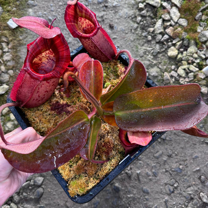 Nepenthes rajah x veitchii 'Gold Rush'- BE4603 - Seed Grown Plant