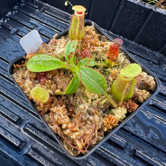 Nepenthes veitchii ('Murud' x 'Candy') x x Trusmadiensis - Seed Grown Specimen Plant