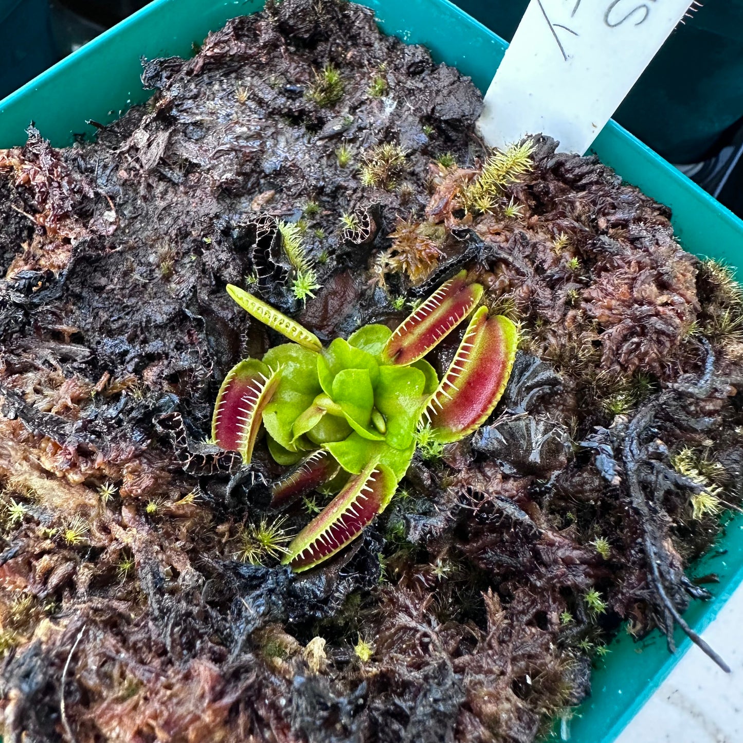 Dionaea muscipula - Venus Flytrap - 'Jaws Smiley' - Exact Division