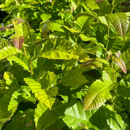 Castanea mollissima - 'Peach' Open Pollinated - Chinese Chestnut Tree - Seedling