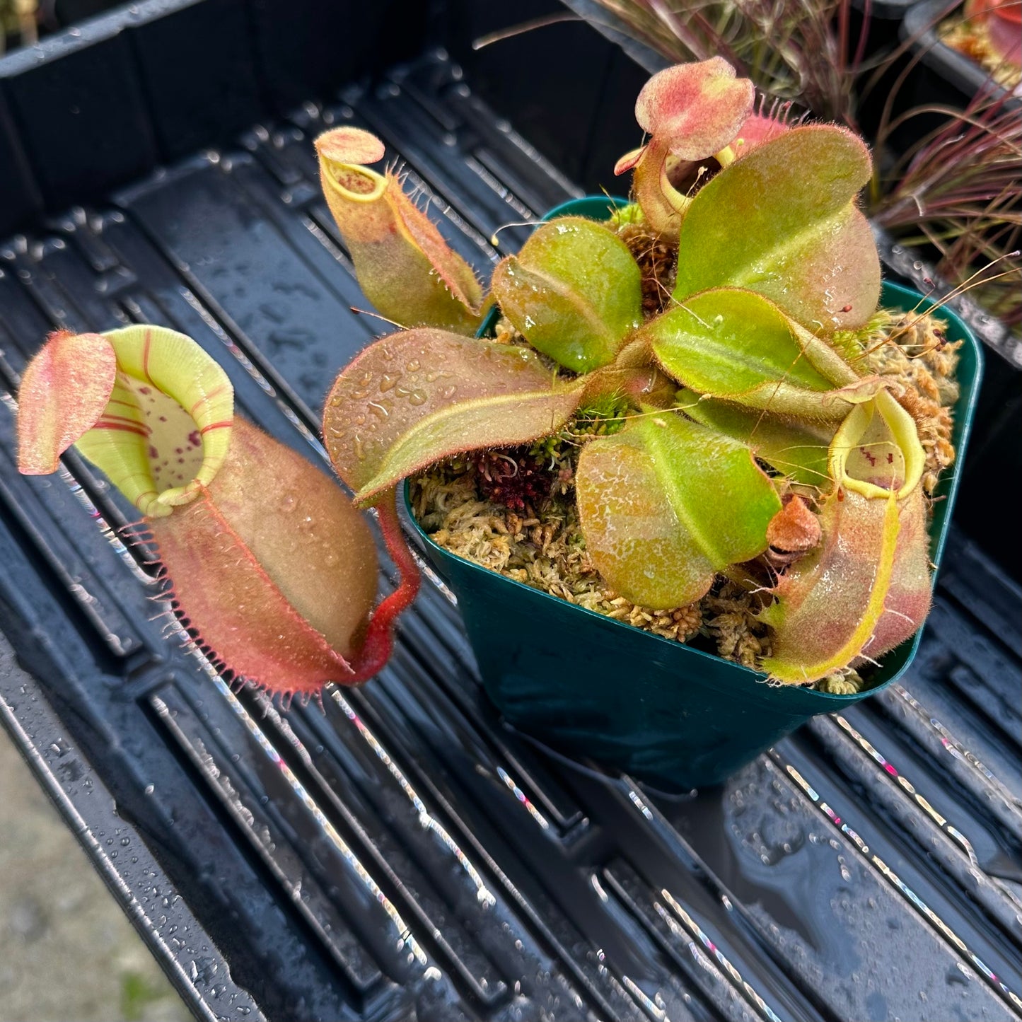 Nepenthes veitchii ('Orange' x 'Candy Dreams') - Seed Grown Specimen Plant