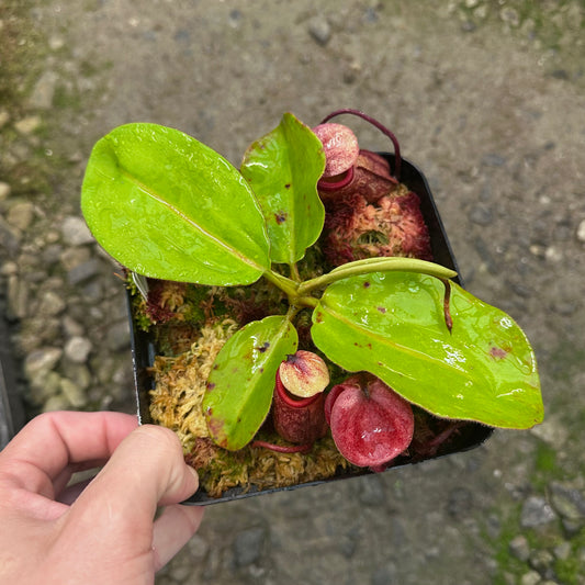 Nepenthes rajah - Horticultural Seed Grown Plant - JS