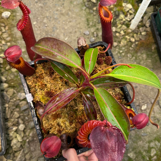 Nepenthes edwardsiana - Tambuyukon - Seed Grown Plant - JH