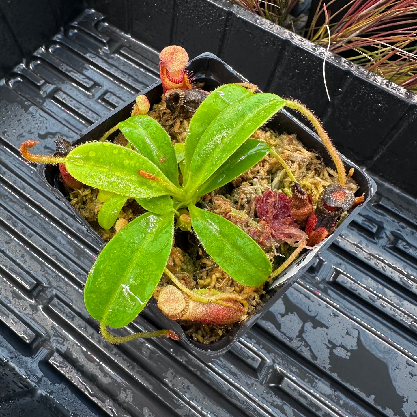 Nepenthes villosa with Basal - BCP Clone 2 - Mount Kinabalu