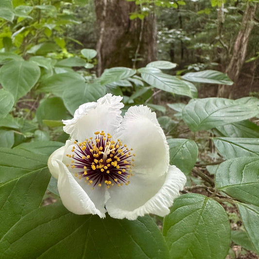 Stewartia ovata - Mountain Camellia Tree - Seedling