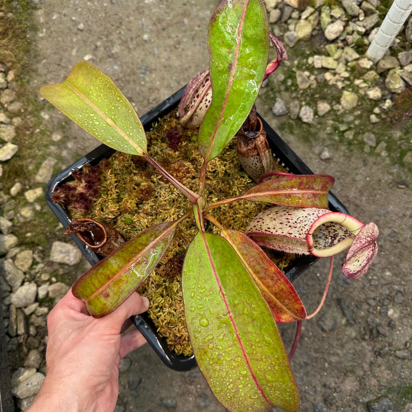 Nepenthes burbidgeae - Clone 1 - Borneo - AW