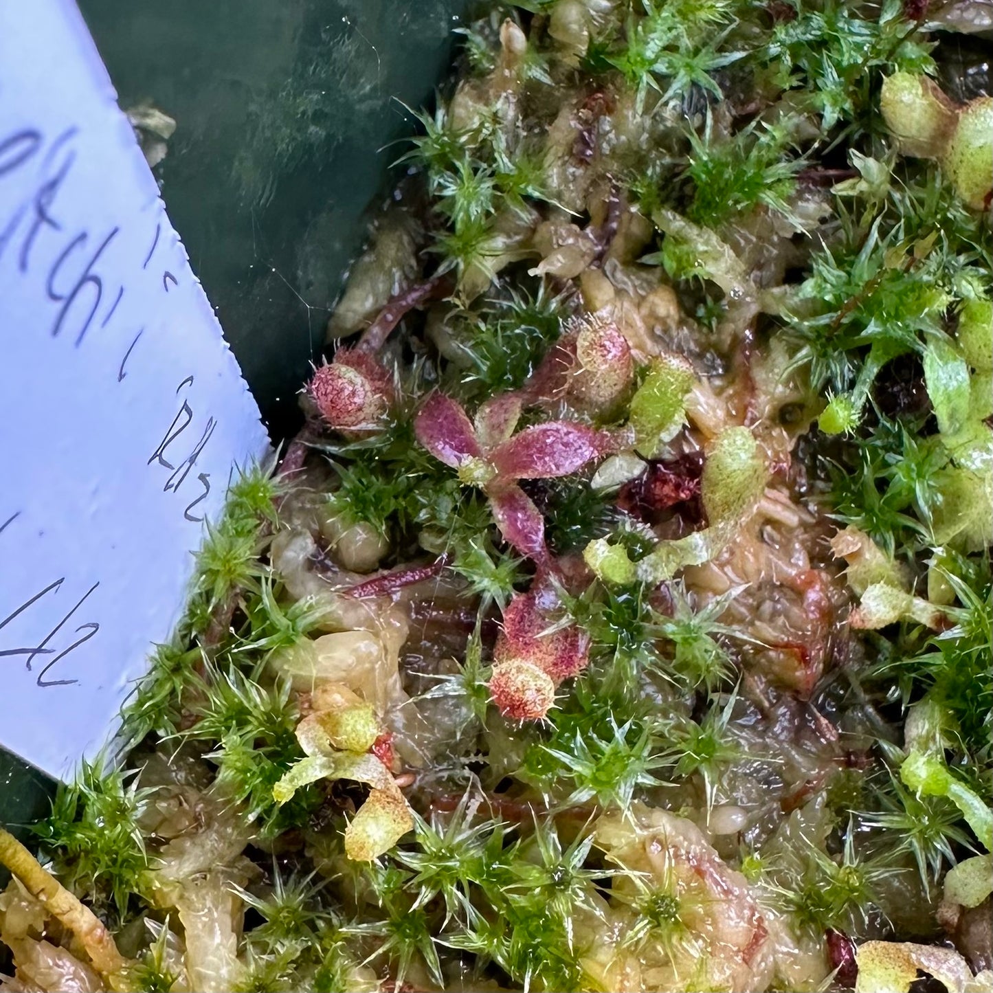 Nepenthes veitchii 'Ritz' x mollis AW - Seed Grown Plants