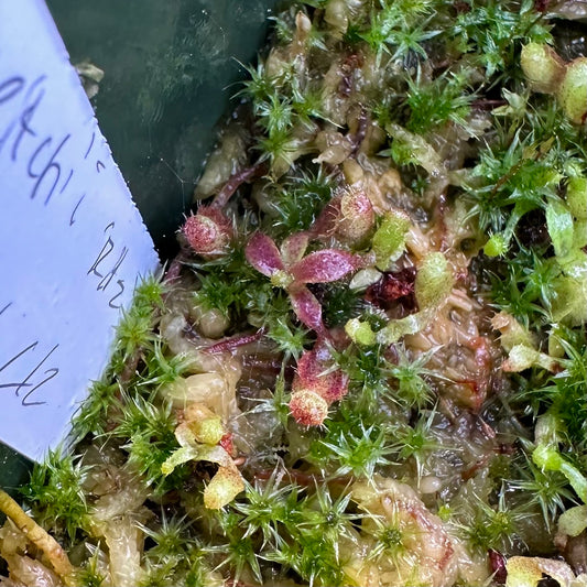 Nepenthes veitchii 'Ritz' x mollis AW - Seed Grown Plants