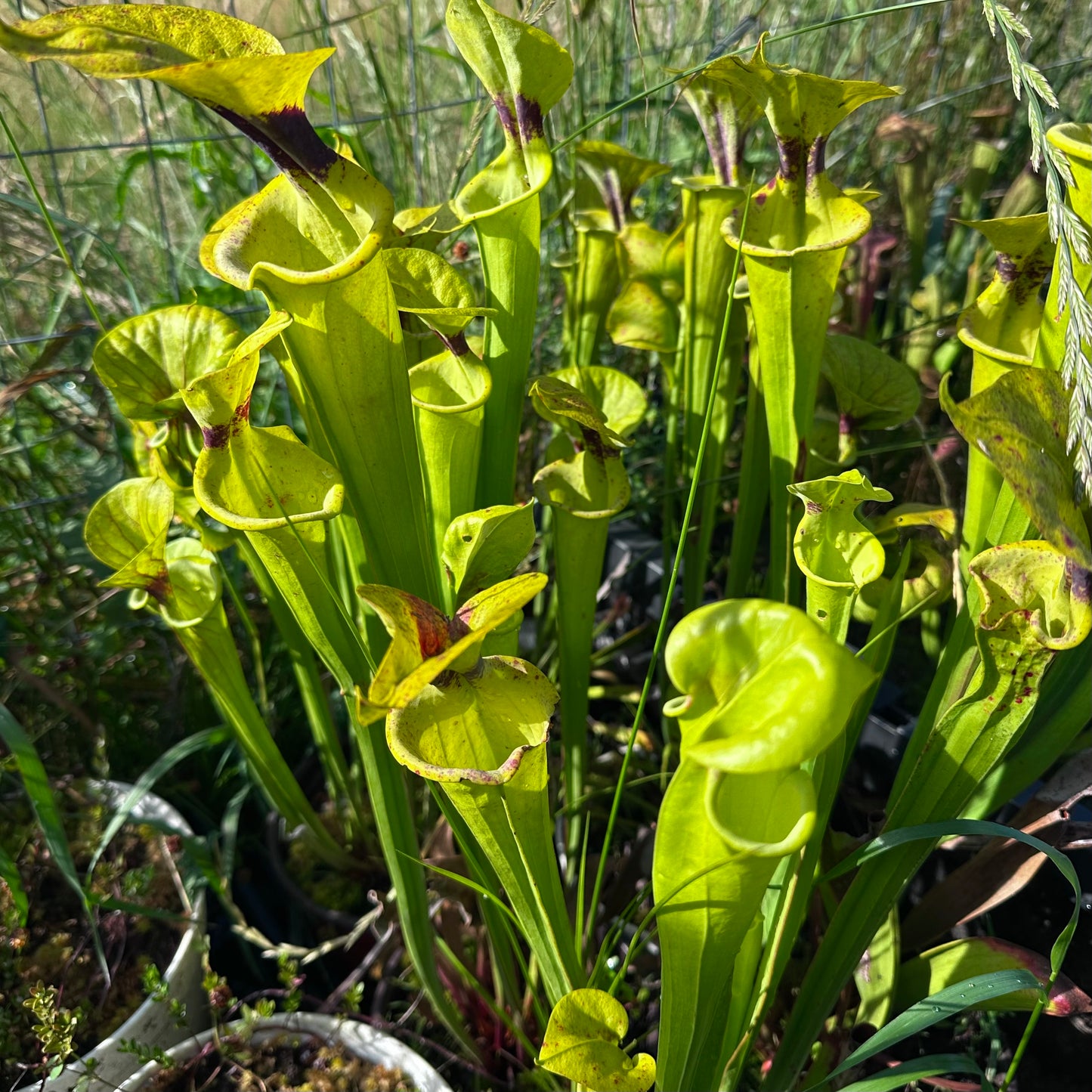 Sarracenia flava var. flava - Ocean Co, NJ. Naturalized - Rooted Division