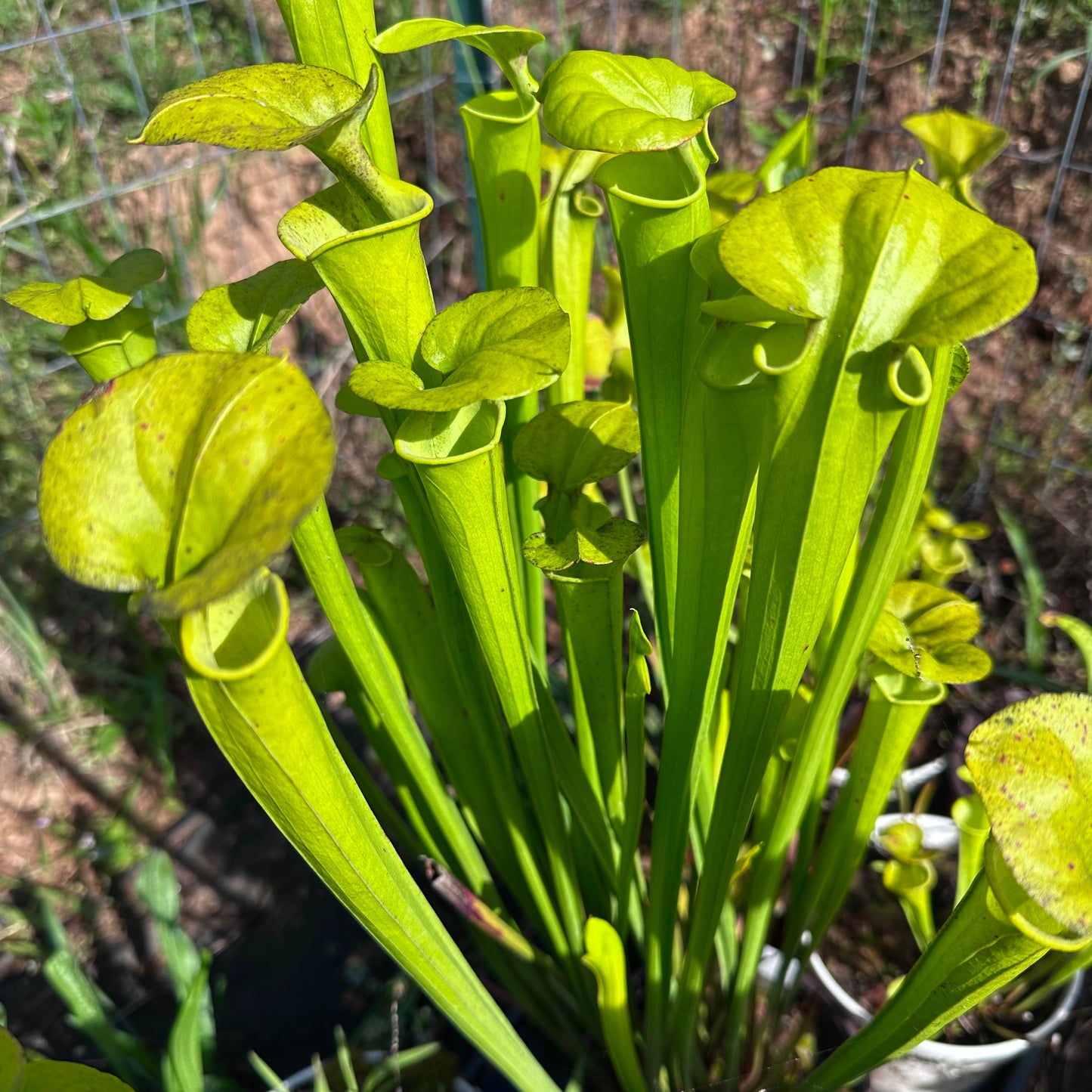 Sarracenia flava var. maxima - Craven Co, NC. - Rooted Division - MW