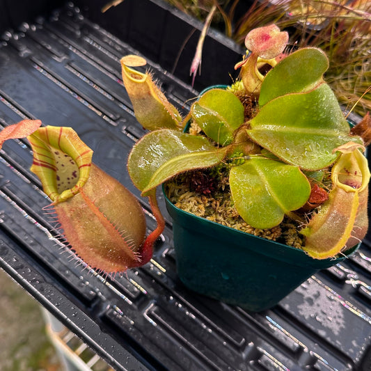 Nepenthes veitchii ('Orange' x 'Candy Dreams') - Seed Grown Specimen Plant