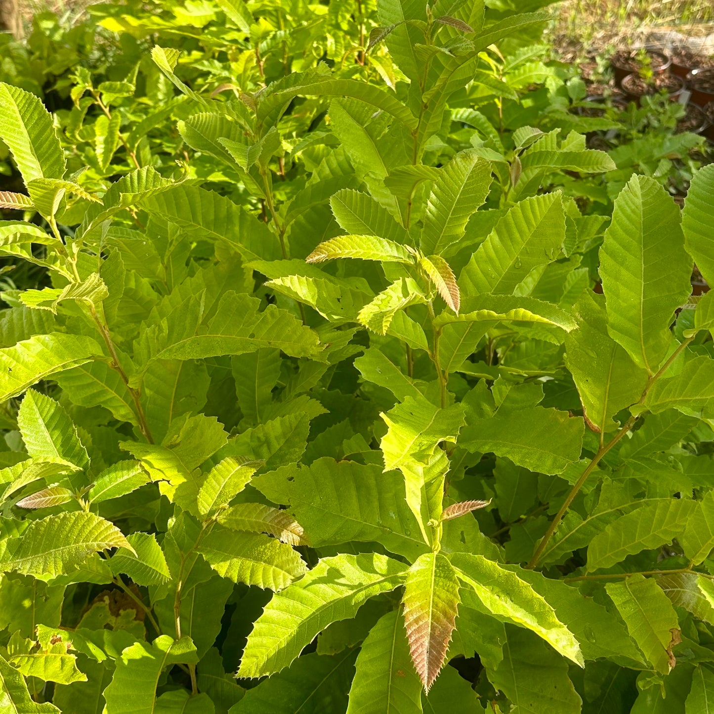 Castanea mollissima - 'Qing' Open Pollinated - Chinese Chestnut Tree - Seedling