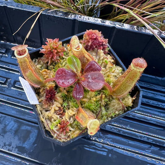 Nepenthes [(LVB)] 'Red Ruffled' x veitchii 'Candy Dreams'- Seed Grown Plant