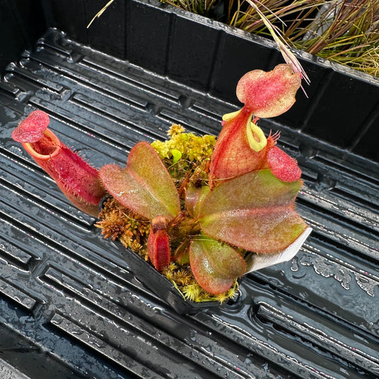 Nepenthes veitchii (Murud x Candy Best) x (Akazukin x Bareo) - Seed Grown Specimen Plant