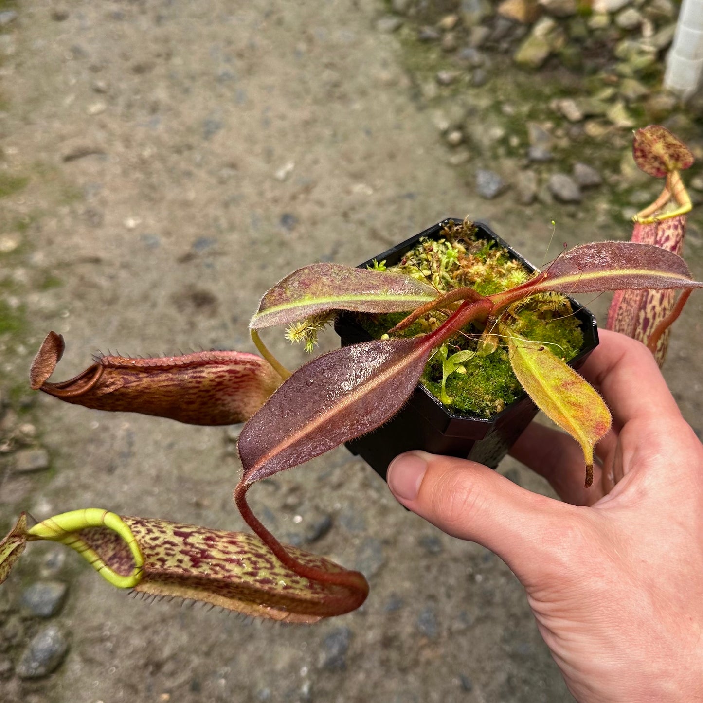 Nepenthes maxima Wavy - Seed Grown Specimen Plant