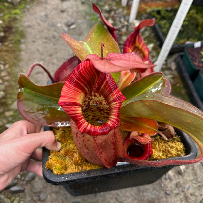 Nepenthes rajah x veitchii 'Gold Rush'- BE4603 - Seed Grown Plant