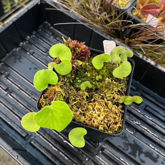 Utricularia reniformis 'Enfant Terrible' - Aquatic or Epiphytic Bladderwort - Exact Division