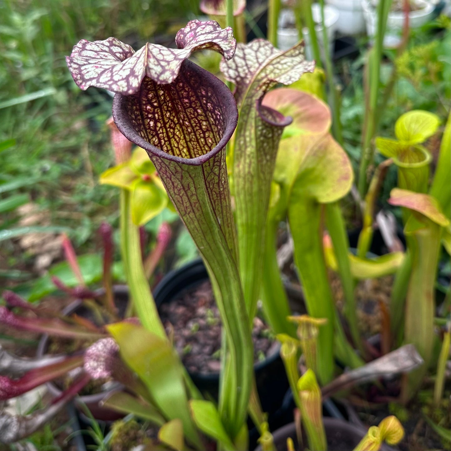 Sarracenia oreophilia x leucophylla - Rooted Division