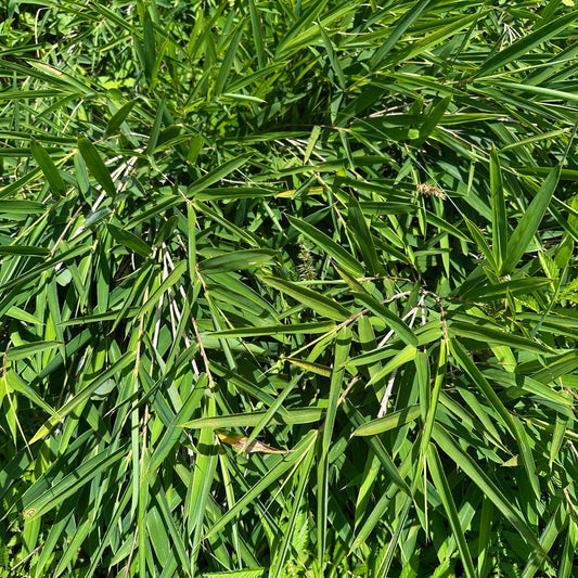 Arundinaria gigantea - Clay County, NC Ecotype - Giant River Cane - Rooted Division