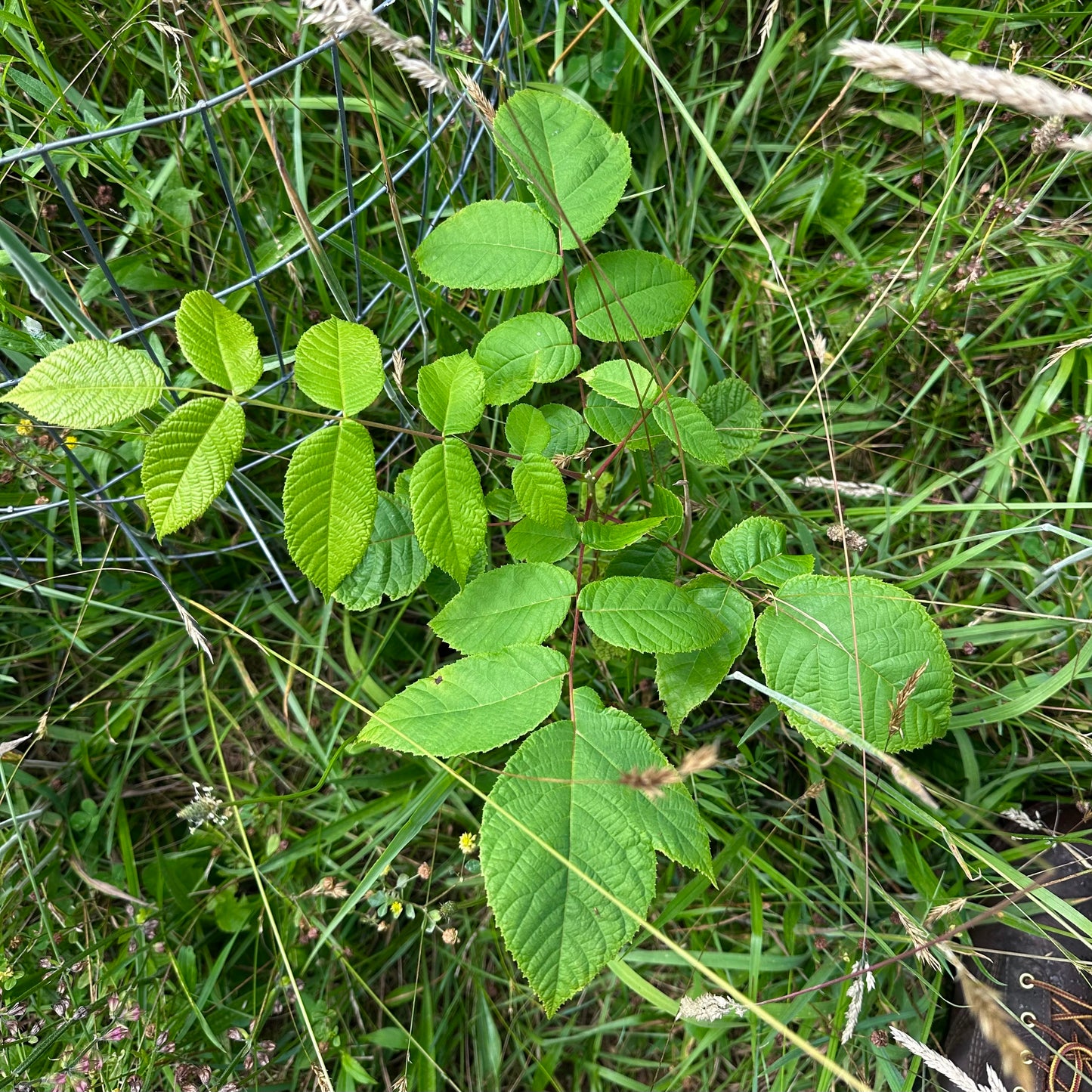 Juglans nigra - Black Walnut Tree - Seedling