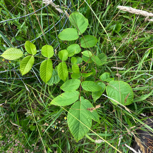 Juglans nigra - Black Walnut Tree - Seedling