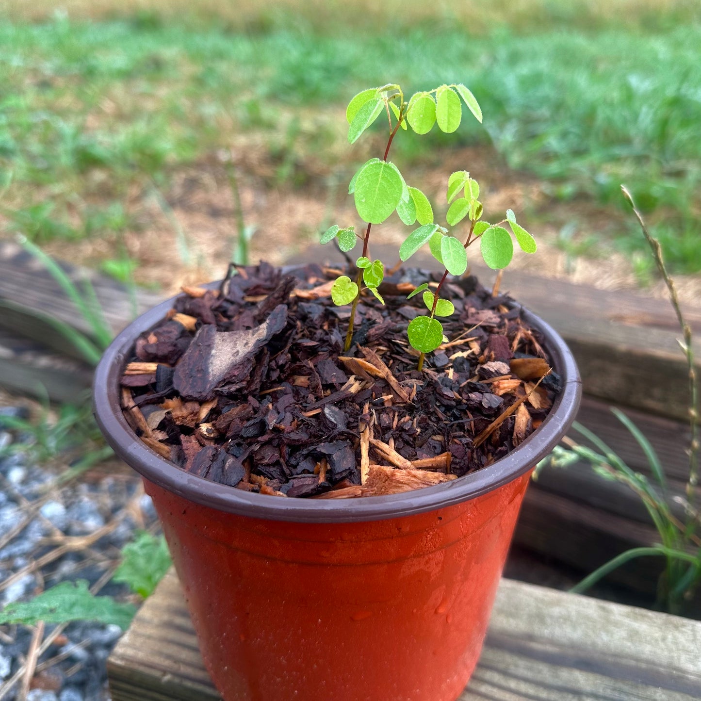 Amorpha fruticosa - False Indigo Bush - Seed Grown Plant - 6 Inch Pot