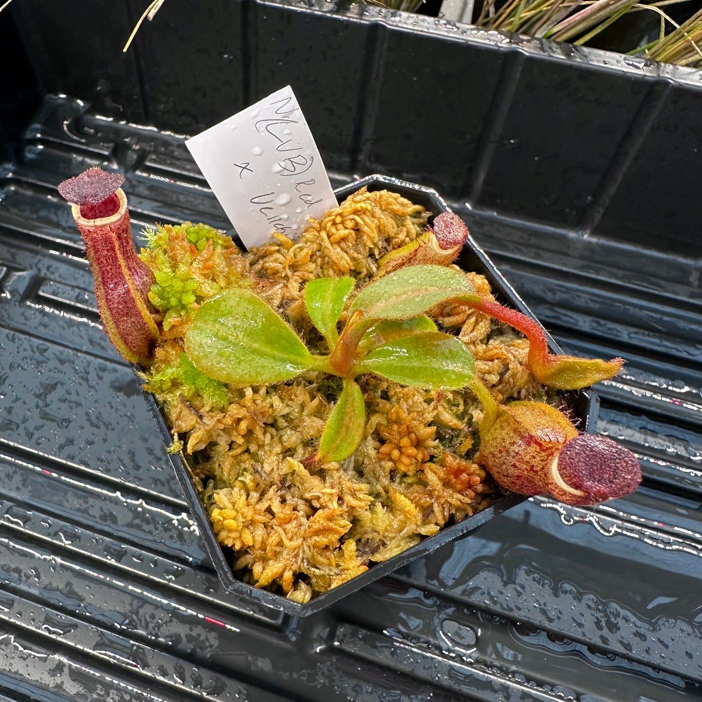 Nepenthes [(LVB)] 'Red Ruffled' x veitchii 'Candy Dreams'- Seed Grown Plant