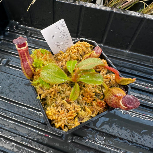 Nepenthes [(LVB)] 'Red Ruffled' x veitchii 'Candy Dreams'- Seed Grown Plant